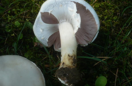 Weißer Anis-Egerling (Agaricus arvensis) - © Gerhard Koller